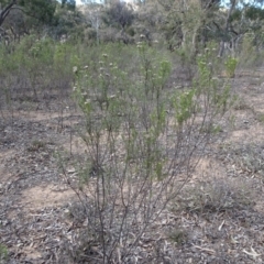 Cassinia hewsoniae at Sutton, NSW - 21 Aug 2019 11:10 AM