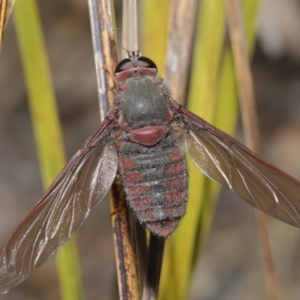 Comptosia insignis at Acton, ACT - 17 Nov 2019 11:12 AM