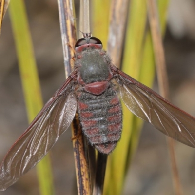 Comptosia insignis (A bee fly) at ANBG - 17 Nov 2019 by TimL