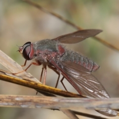 Comptosia insignis at Acton, ACT - 17 Nov 2019 11:12 AM