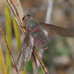 Comptosia insignis at Acton, ACT - 17 Nov 2019 11:12 AM