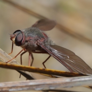 Comptosia insignis at Acton, ACT - 17 Nov 2019 11:12 AM