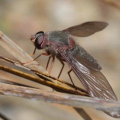 Comptosia insignis at Acton, ACT - 17 Nov 2019 11:12 AM