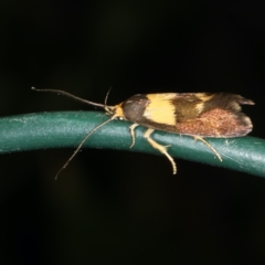 Enchronista proximella (A Concealer moth) at Rosedale, NSW - 15 Nov 2019 by jb2602