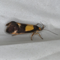 Enchronista proximella at Rosedale, NSW - 15 Nov 2019 10:14 PM