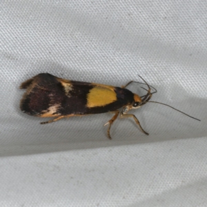 Enchronista proximella at Rosedale, NSW - 15 Nov 2019 10:14 PM