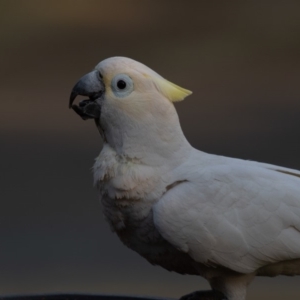 Cacatua galerita x tenuirostris/sanguinea (hybrid) at Symonston, ACT - 21 Nov 2019 06:01 PM