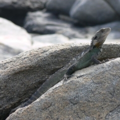 Intellagama lesueurii howittii (Gippsland Water Dragon) at Tuross Head, NSW - 22 Jan 2009 by HarveyPerkins