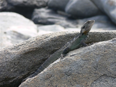 Intellagama lesueurii howittii (Gippsland Water Dragon) at Tuross Head, NSW - 21 Jan 2009 by HarveyPerkins