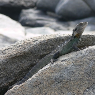 Intellagama lesueurii howittii (Gippsland Water Dragon) at Tuross Head, NSW - 21 Jan 2009 by HarveyPerkins