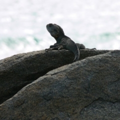 Intellagama lesueurii howittii at Tuross Head, NSW - 22 Jan 2009 08:35 AM