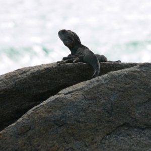 Intellagama lesueurii howittii at Tuross Head, NSW - 22 Jan 2009