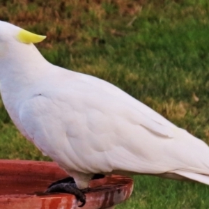 Cacatua galerita x tenuirostris/sanguinea (hybrid) at Wanniassa, ACT - 19 Oct 2012