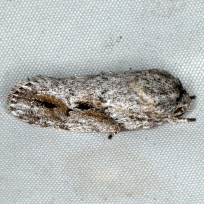 Agriophara confertella (A Concealer moth) at Rosedale, NSW - 15 Nov 2019 by jbromilow50
