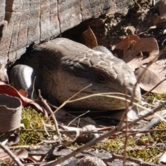 Tiliqua scincoides scincoides (Eastern Blue-tongue) at Red Hill to Yarralumla Creek - 20 Nov 2019 by JackyF