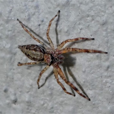 Helpis minitabunda (Threatening jumping spider) at Kambah, ACT - 20 Nov 2019 by HarveyPerkins