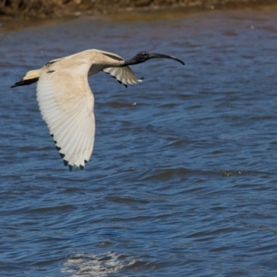 Threskiornis molucca (Australian White Ibis) at Dunlop, ACT - 19 Nov 2019 by AlisonMilton