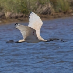 Threskiornis molucca at Dunlop, ACT - 19 Nov 2019