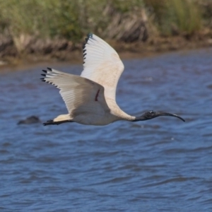 Threskiornis molucca at Dunlop, ACT - 19 Nov 2019