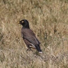 Acridotheres tristis (Common Myna) at Dunlop, ACT - 19 Nov 2019 by AlisonMilton