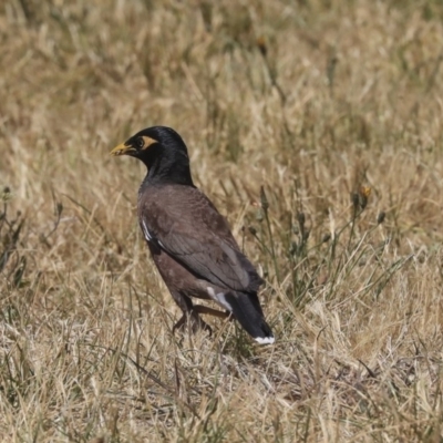 Acridotheres tristis (Common Myna) at West Belconnen Pond - 18 Nov 2019 by Alison Milton