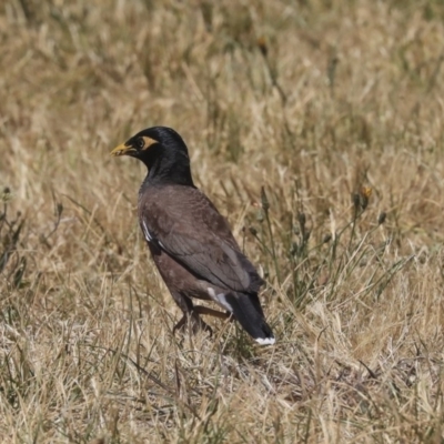 Acridotheres tristis (Common Myna) at Dunlop, ACT - 19 Nov 2019 by AlisonMilton