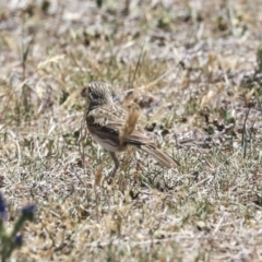 Anthus australis (Australian Pipit) at Dunlop, ACT - 19 Nov 2019 by Alison Milton