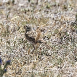 Anthus australis at Dunlop, ACT - 19 Nov 2019 11:12 AM