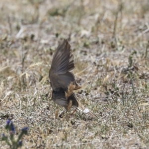 Anthus australis at Dunlop, ACT - 19 Nov 2019 11:12 AM