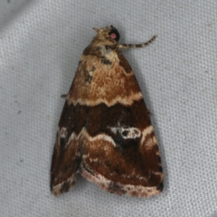 Maliattha signifera (A Noctuid moth (Acontinae) at Rosedale, NSW - 15 Nov 2019 by jb2602