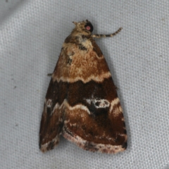 Maliattha signifera (Maliattha signifera) at Rosedale, NSW - 15 Nov 2019 by jbromilow50