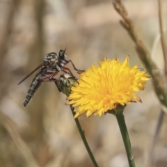 Zosteria sp. (genus) (Common brown robber fly) at Dunlop, ACT - 19 Nov 2019 by AlisonMilton