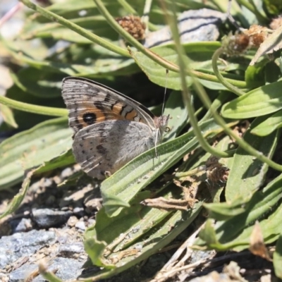 Junonia villida (Meadow Argus) at Wallaroo, NSW - 19 Nov 2019 by AlisonMilton