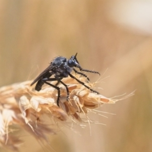 Apothechyla sp. (genus) at Dunlop, ACT - 19 Nov 2019