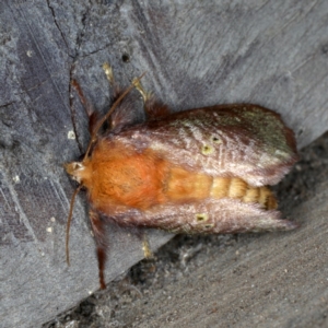 Doratifera quadriguttata at Rosedale, NSW - 14 Nov 2019 09:37 PM