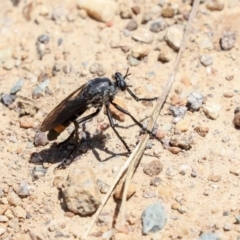 Apothechyla sp. (genus) (Robber fly) at Jarramlee-West MacGregor Grasslands - 19 Nov 2019 by AlisonMilton