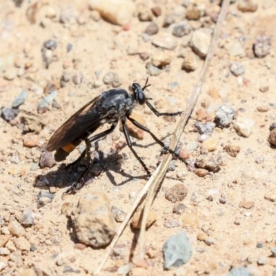 Apothechyla sp. (genus) (Robber fly) at Wallaroo, NSW - 19 Nov 2019 by AlisonMilton