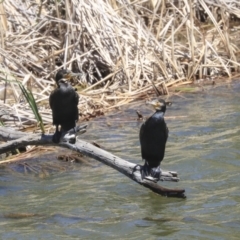 Phalacrocorax carbo (Great Cormorant) at Jarramlee Pond - 19 Nov 2019 by Alison Milton