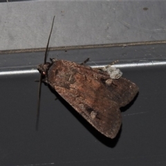Agrotis infusa (Bogong Moth, Common Cutworm) at Wanniassa, ACT - 21 Nov 2019 by JohnBundock