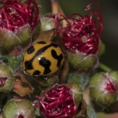 Coccinella transversalis (Transverse Ladybird) at Bruce Ridge to Gossan Hill - 12 Nov 2019 by AlisonMilton