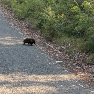 Tachyglossus aculeatus at Robertson, NSW - 21 Nov 2019