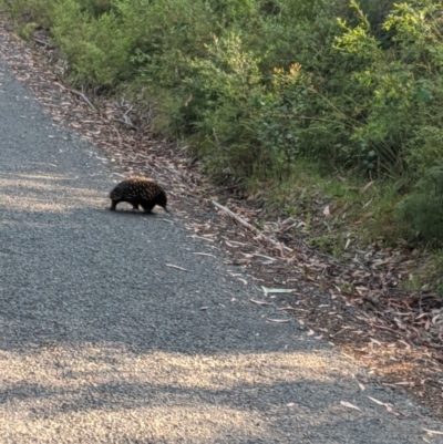 Tachyglossus aculeatus (Short-beaked Echidna) at Robertson - 21 Nov 2019 by Margot