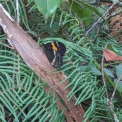 Tisiphone abeona at Robertson, NSW - 21 Nov 2019 06:16 PM