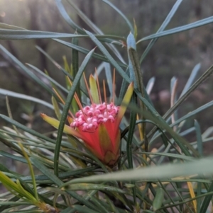 Lambertia formosa at Robertson, NSW - 21 Nov 2019 06:54 PM