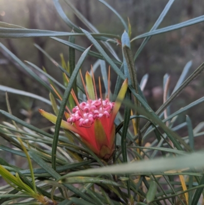 Lambertia formosa (Mountain Devil) at Robertson - 21 Nov 2019 by Margot