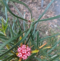 Lambertia formosa at Robertson, NSW - 21 Nov 2019 06:54 PM