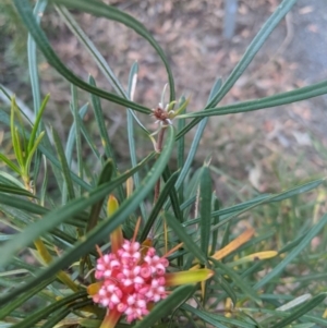 Lambertia formosa at Robertson, NSW - 21 Nov 2019