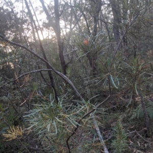 Lambertia formosa at Robertson, NSW - 21 Nov 2019 06:54 PM