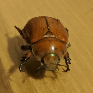 Anoplognathus hirsutus at Kambah, ACT - 21 Nov 2019