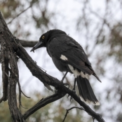 Strepera graculina (Pied Currawong) at Bruce Ridge to Gossan Hill - 11 Nov 2019 by AlisonMilton